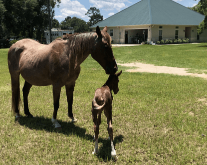 <p style="font-family: 'Poppins', sans-serif; font-weight: 700; font-size:24px;">QUARTER HORSE BREEDING</p>